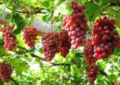 Tour Đồng Cừu – Vườn Nho – Hang Rái – Vĩnh Hy