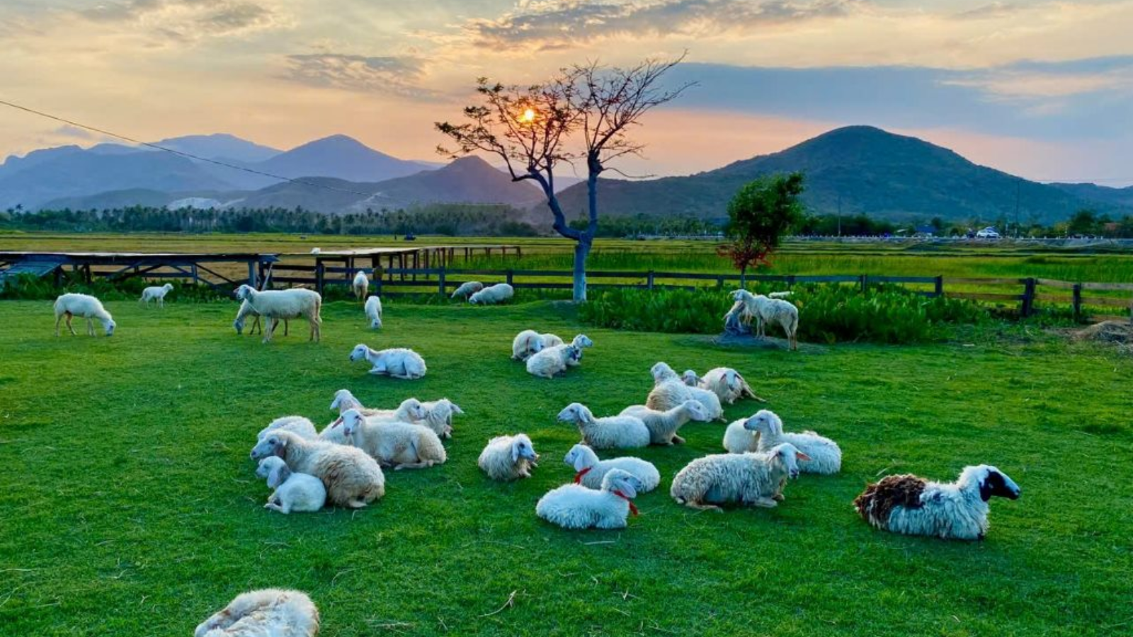 Tour Đảo Bình Hưng 1 Ngày VIP